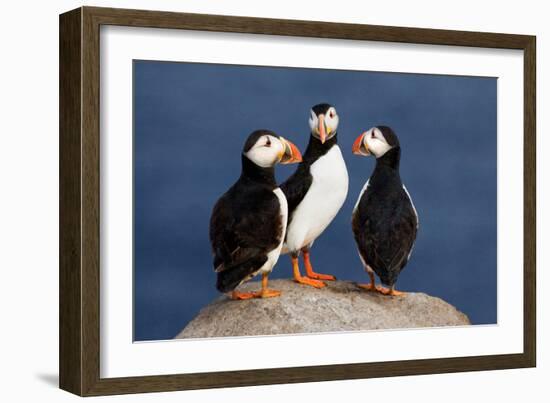 Three Puffins on Rock-Howard Ruby-Framed Photographic Print