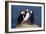 Three Puffins on Rock-Howard Ruby-Framed Photographic Print