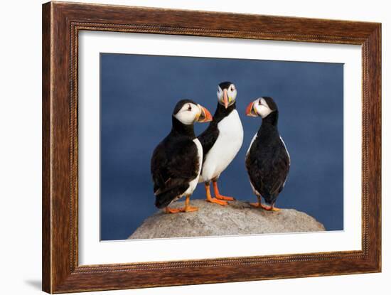 Three Puffins on Rock-Howard Ruby-Framed Photographic Print