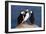 Three Puffins on Rock-Howard Ruby-Framed Photographic Print