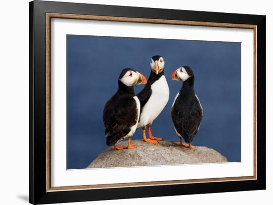 Three Puffins on Rock-Howard Ruby-Framed Photographic Print