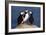 Three Puffins on Rock-Howard Ruby-Framed Photographic Print