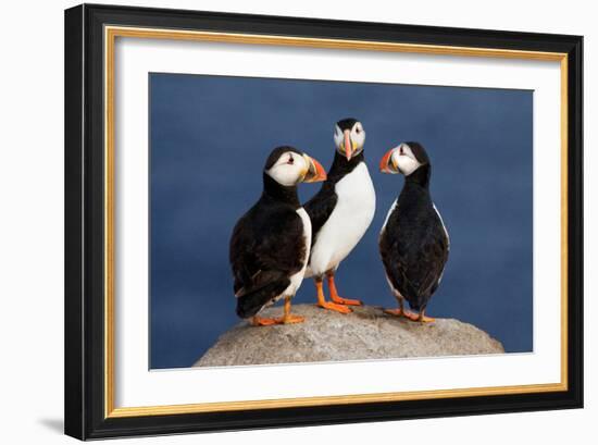 Three Puffins on Rock-Howard Ruby-Framed Photographic Print