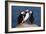 Three Puffins on Rock-Howard Ruby-Framed Photographic Print