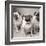 Three Pugs-Amanda Jones-Framed Art Print