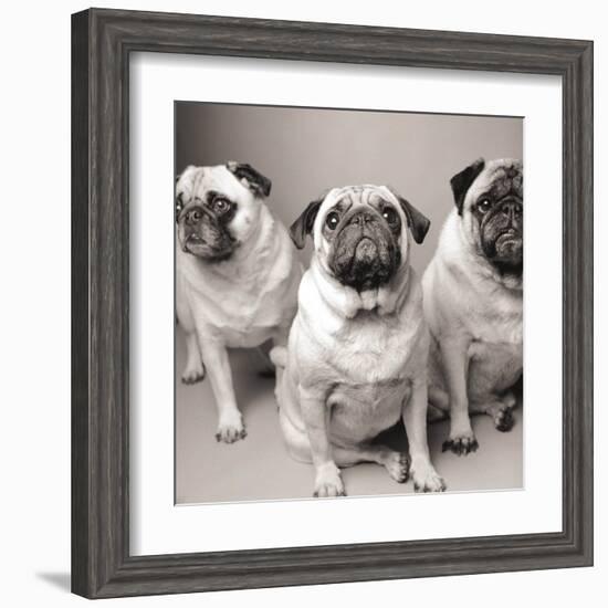 Three Pugs-Amanda Jones-Framed Art Print