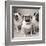 Three Pugs-Amanda Jones-Framed Art Print