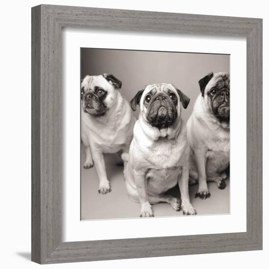 Three Pugs-Amanda Jones-Framed Art Print