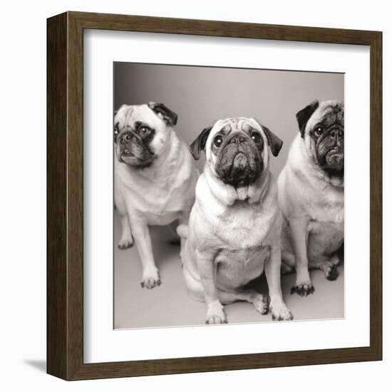 Three Pugs-Amanda Jones-Framed Art Print