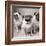 Three Pugs-Amanda Jones-Framed Art Print