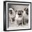 Three Pugs-Amanda Jones-Framed Art Print