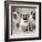 Three Pugs-Amanda Jones-Framed Art Print