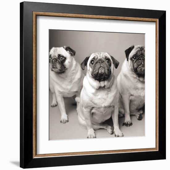 Three Pugs-Amanda Jones-Framed Art Print