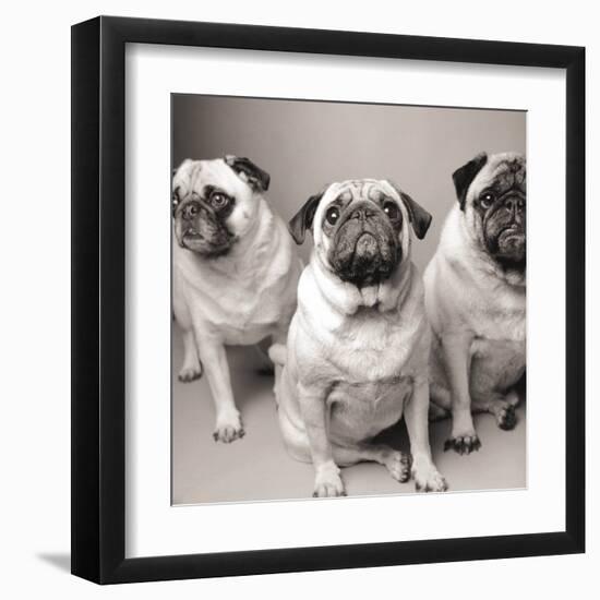 Three Pugs-Amanda Jones-Framed Art Print