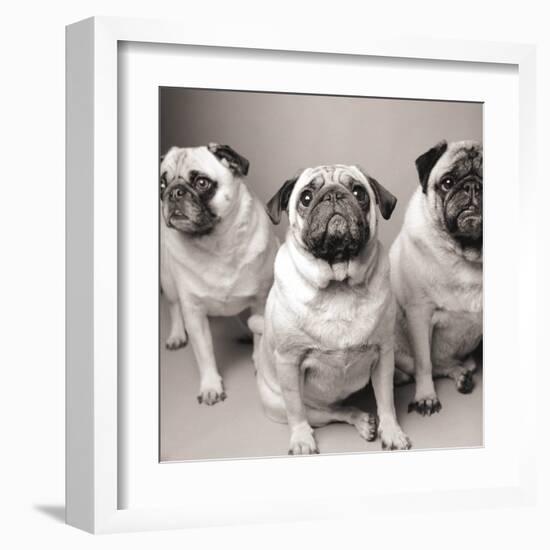 Three Pugs-Amanda Jones-Framed Art Print