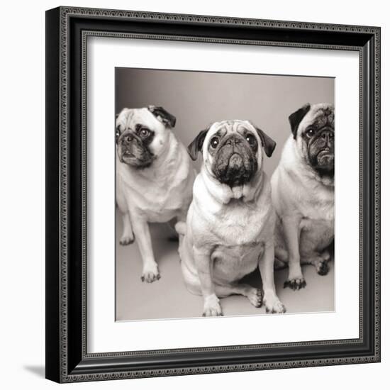 Three Pugs-Amanda Jones-Framed Art Print