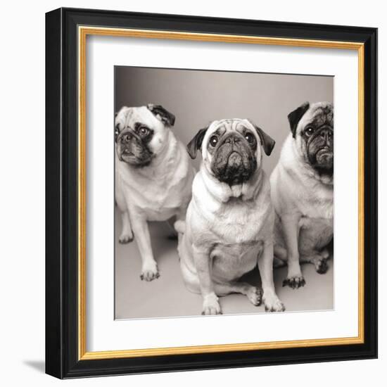 Three Pugs-Amanda Jones-Framed Art Print