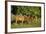 Three Quarter Horses Together in the Pasture-DLILLC-Framed Photographic Print