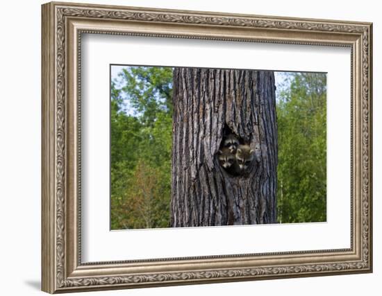 Three Racoons in Hollow of Tree-W. Perry Conway-Framed Photographic Print