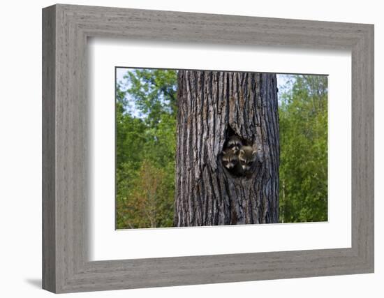 Three Racoons in Hollow of Tree-W. Perry Conway-Framed Photographic Print