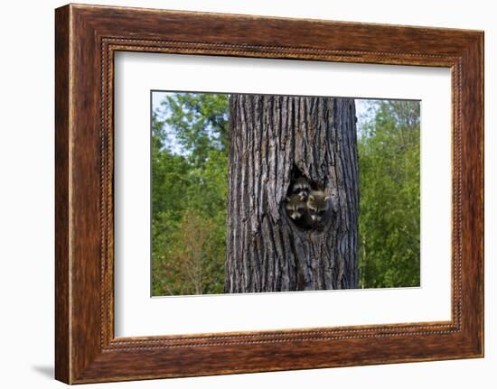 Three Racoons in Hollow of Tree-W. Perry Conway-Framed Photographic Print