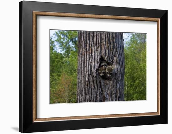 Three Racoons in Hollow of Tree-W. Perry Conway-Framed Photographic Print