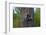 Three Racoons in Hollow of Tree-W. Perry Conway-Framed Photographic Print