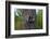 Three Racoons in Hollow of Tree-W. Perry Conway-Framed Photographic Print