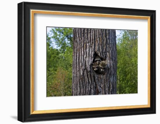 Three Racoons in Hollow of Tree-W. Perry Conway-Framed Photographic Print