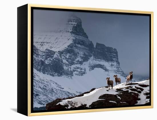 Three Rams-Steven Gnam-Framed Premier Image Canvas