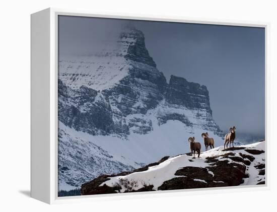 Three Rams-Steven Gnam-Framed Premier Image Canvas