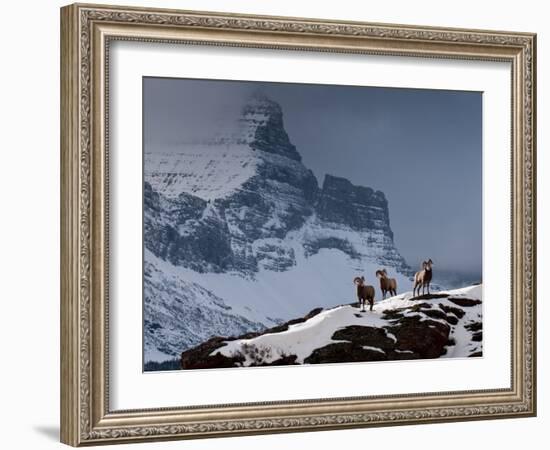 Three Rams-Steven Gnam-Framed Photographic Print