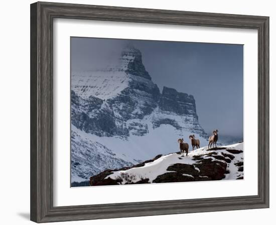 Three Rams-Steven Gnam-Framed Photographic Print