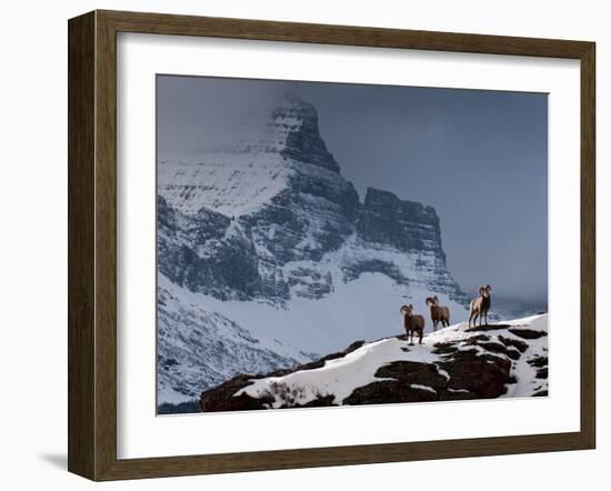 Three Rams-Steven Gnam-Framed Photographic Print