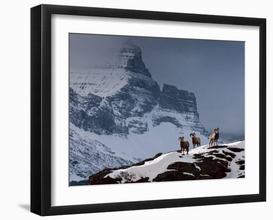 Three Rams-Steven Gnam-Framed Photographic Print