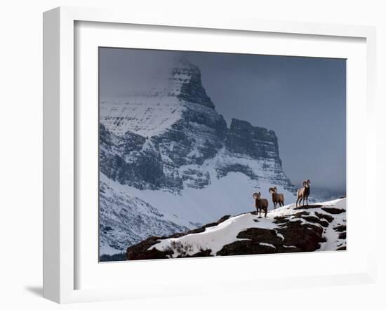 Three Rams-Steven Gnam-Framed Photographic Print