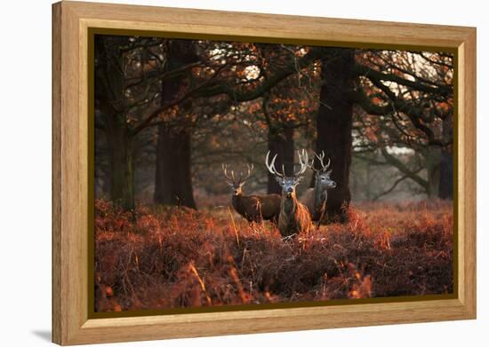 Three Red Deer, Cervus Elaphus, Standing in London's Richmond Park-Alex Saberi-Framed Premier Image Canvas