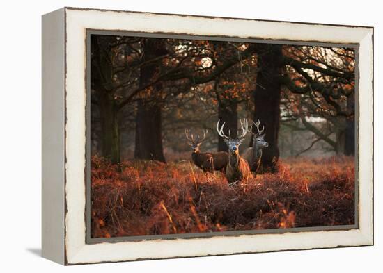 Three Red Deer, Cervus Elaphus, Standing in London's Richmond Park-Alex Saberi-Framed Premier Image Canvas