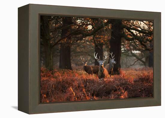 Three Red Deer, Cervus Elaphus, Standing in London's Richmond Park-Alex Saberi-Framed Premier Image Canvas