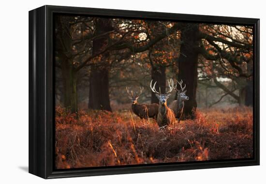 Three Red Deer, Cervus Elaphus, Standing in London's Richmond Park-Alex Saberi-Framed Premier Image Canvas