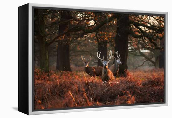 Three Red Deer, Cervus Elaphus, Standing in London's Richmond Park-Alex Saberi-Framed Premier Image Canvas