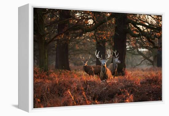 Three Red Deer, Cervus Elaphus, Standing in London's Richmond Park-Alex Saberi-Framed Premier Image Canvas