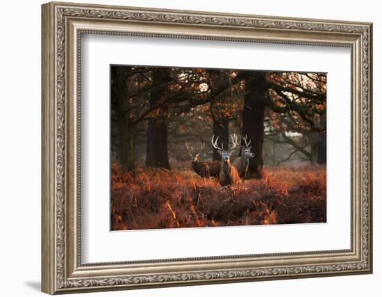 Three Red Deer, Cervus Elaphus, Standing in London's Richmond Park-Alex Saberi-Framed Photographic Print