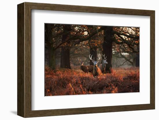 Three Red Deer, Cervus Elaphus, Standing in London's Richmond Park-Alex Saberi-Framed Photographic Print