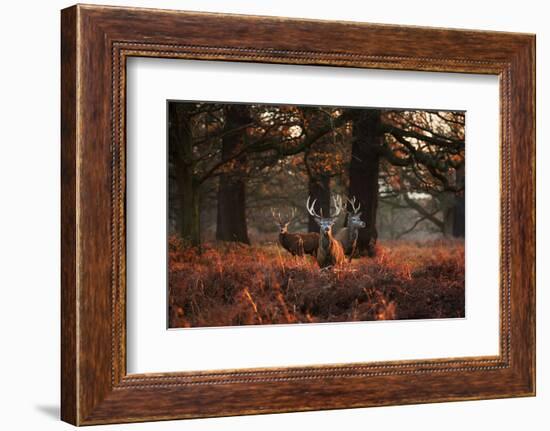 Three Red Deer, Cervus Elaphus, Standing in London's Richmond Park-Alex Saberi-Framed Photographic Print