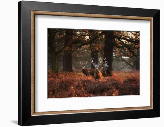 Three Red Deer, Cervus Elaphus, Standing in London's Richmond Park-Alex Saberi-Framed Photographic Print