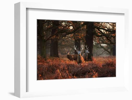 Three Red Deer, Cervus Elaphus, Standing in London's Richmond Park-Alex Saberi-Framed Photographic Print