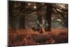 Three Red Deer, Cervus Elaphus, Standing in London's Richmond Park-Alex Saberi-Mounted Photographic Print