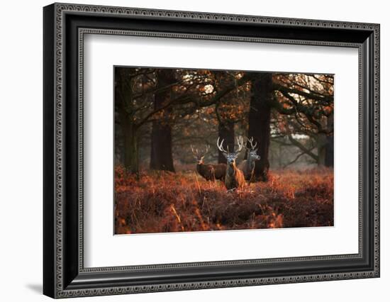 Three Red Deer, Cervus Elaphus, Standing in London's Richmond Park-Alex Saberi-Framed Photographic Print