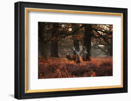 Three Red Deer, Cervus Elaphus, Standing in London's Richmond Park-Alex Saberi-Framed Photographic Print